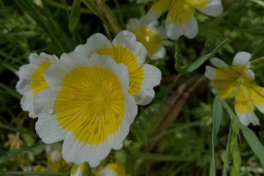 Meadowfoam