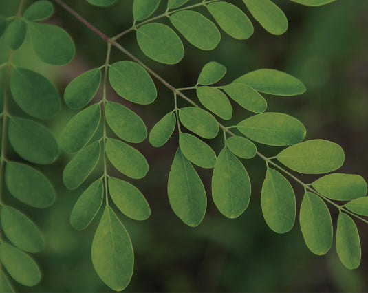Moringa Oil